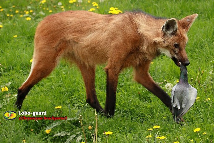 Крестовка / Cross Fox