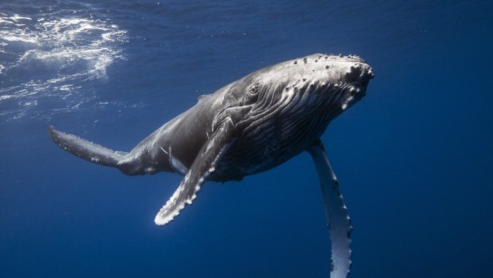 Голубой кит Balaenoptera musculus