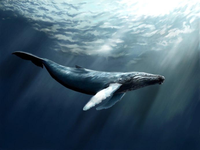Серый кит (Eschrichtius gibbosus)