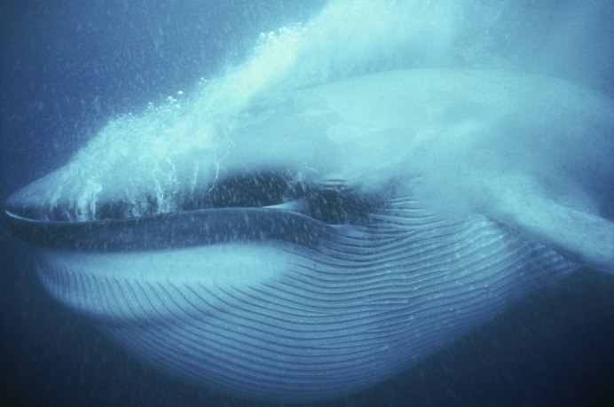 Сейвал (ивасёвый кит) (Balaenoptera Borealis)