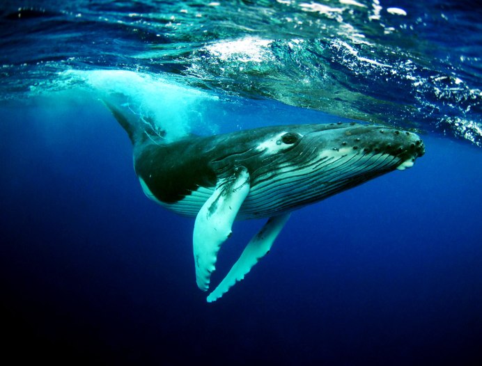 Сейвал (ивасёвый кит) (Balaenoptera Borealis)