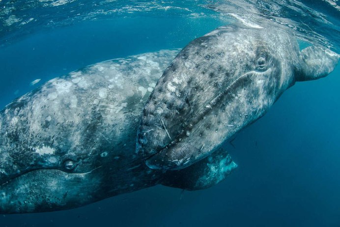 Киты National Geographic