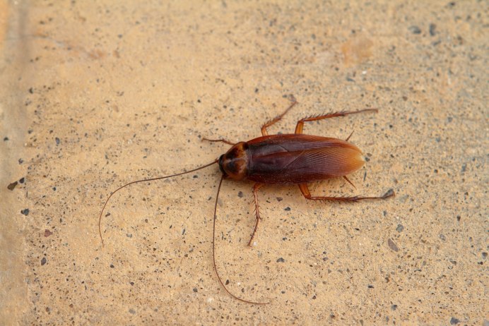 Таракан черный (Blatta orientalis)