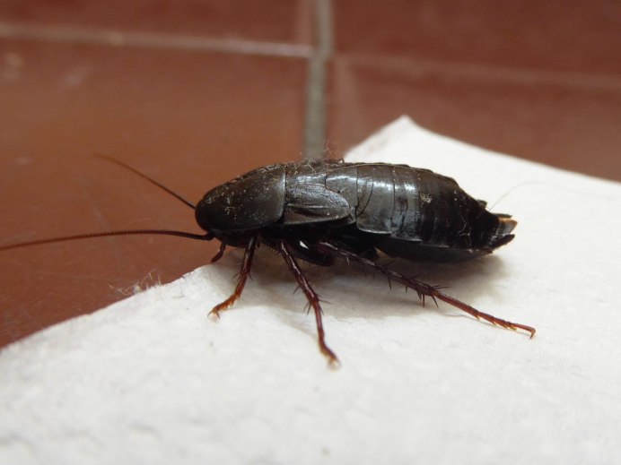 Таракан черный (Blatta orientalis)