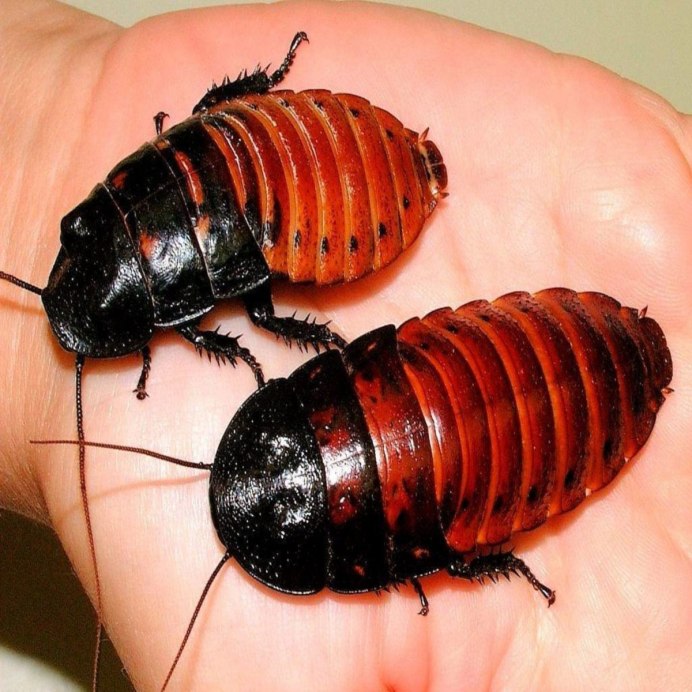 Blatta orientalis таракан