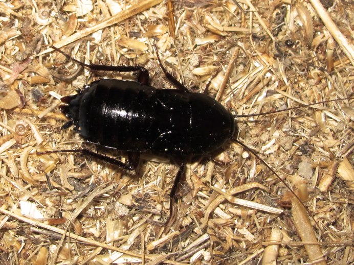 Blatta orientalis таракан самка