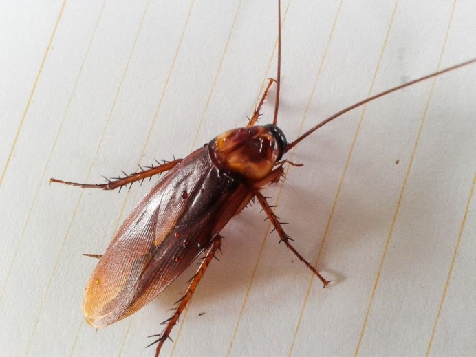 Cockroach Rocks