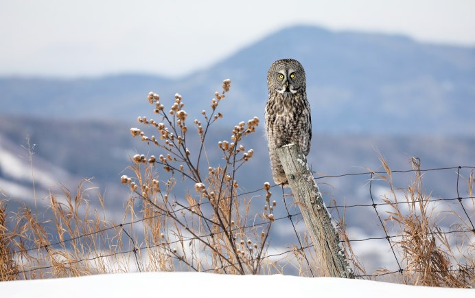 Филин на дереве