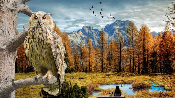 Пейзаж с совой