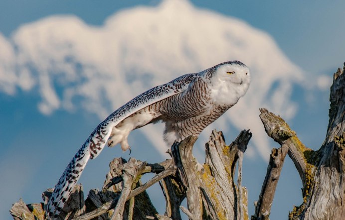 Совы Полярные