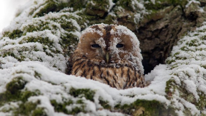 Крылья Совы
