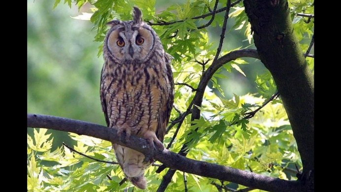 Сова в джунглях