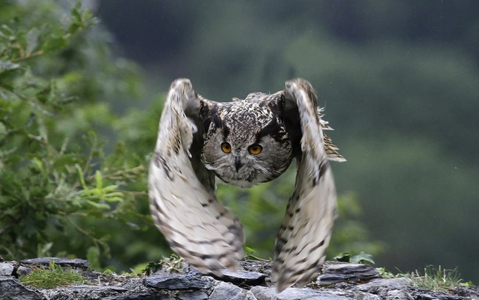 Сокол в природе