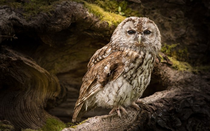 Сова в снегу