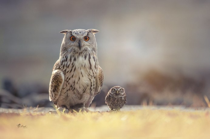 Сова на фоне ночного неба