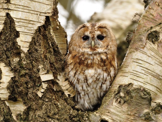 Лесная неясыть