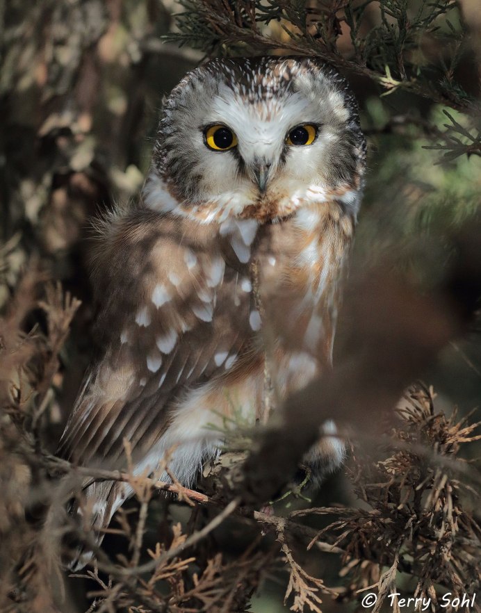 Ушастая Сова лапы