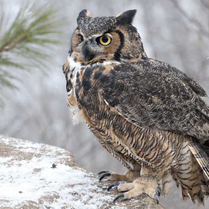 Полярная ушастая Сова