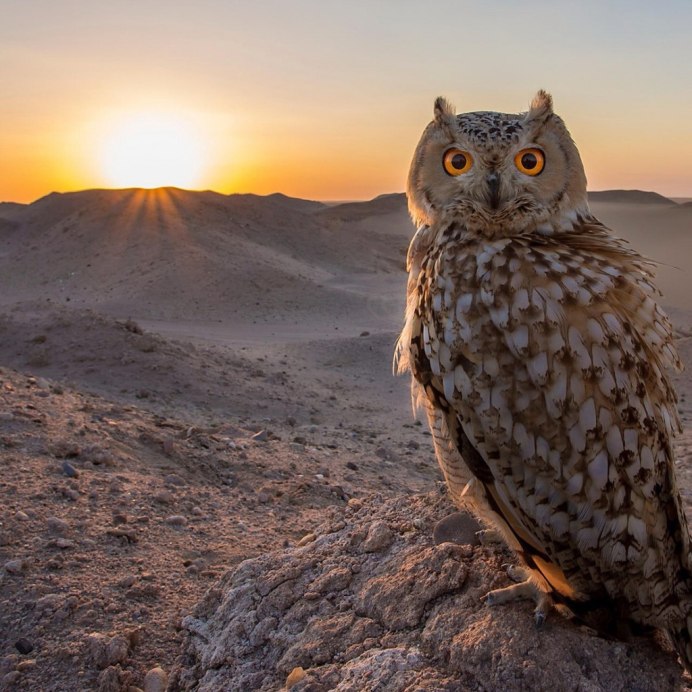 Лесная неясыть Филин в тайге