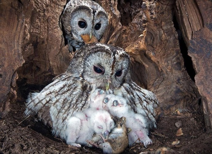 Рогатая неясыть