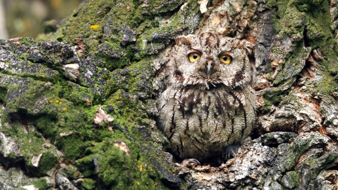 Филин в Воронежской области