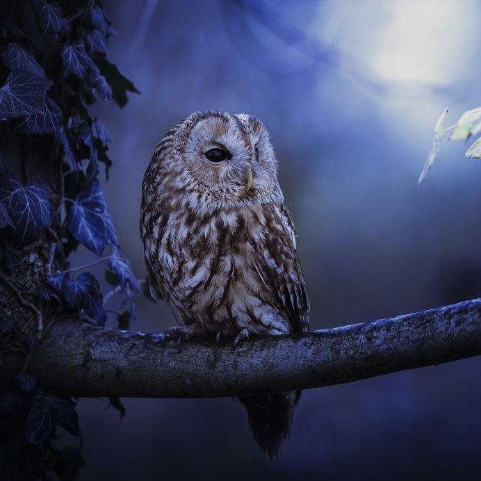 Сова зимой