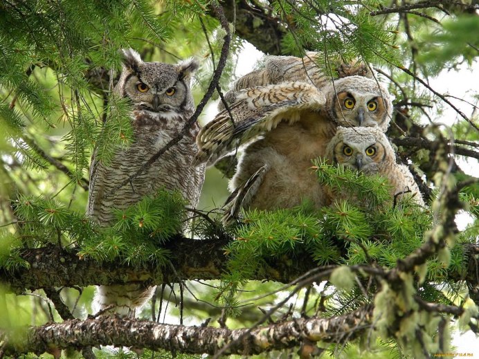 Полярная Сова птица