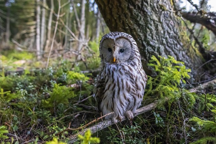Филин в еловом лесу