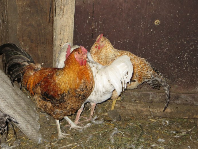 Царскосельская порода кур