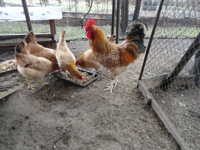 Петух Царскосельской породы