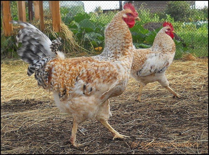 Куры породы Царскосельская