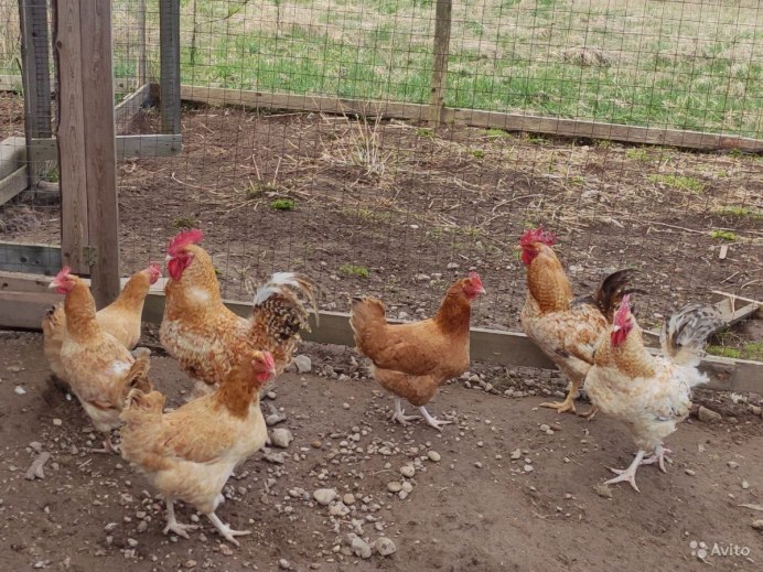 Царскосельская порода петухов