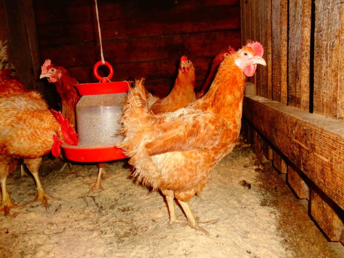 Нидерхайнер лимонно кукушечный