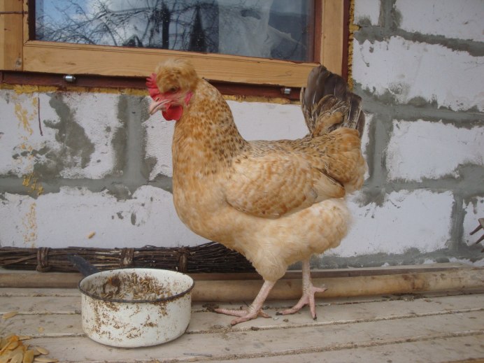 Цыпленок породы Царскосельская