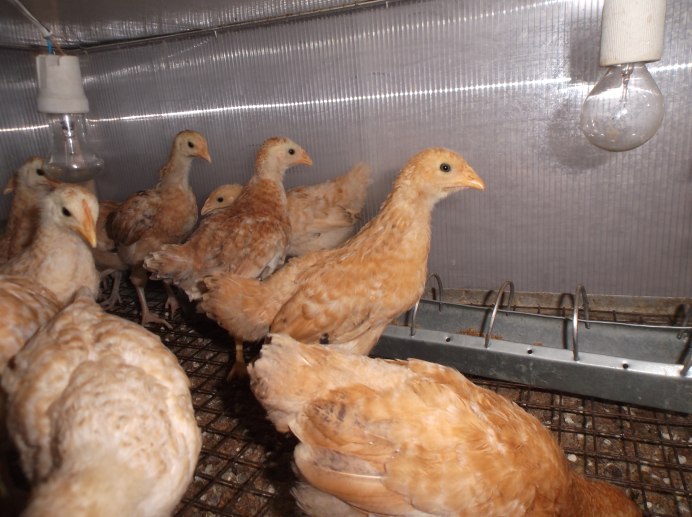 Царскосельские цыплята