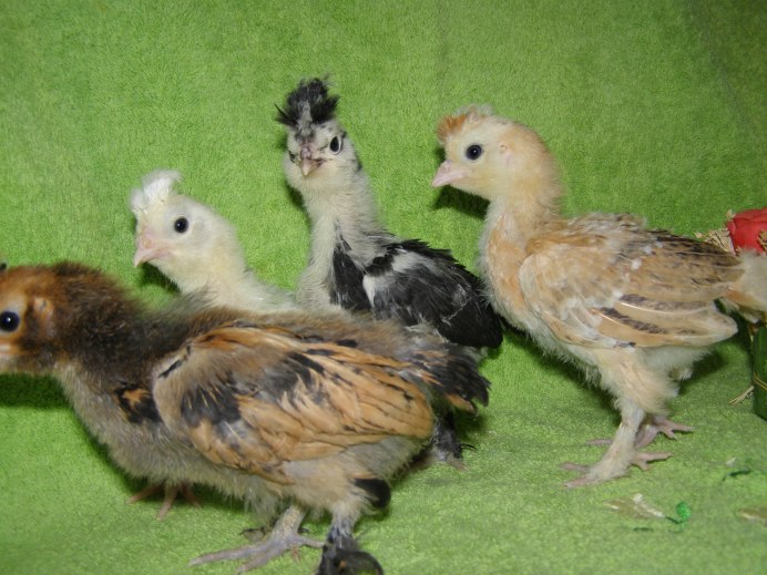 Чубатая хохлатка куры