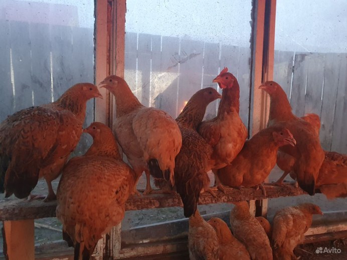 Куры породы Царскосельская