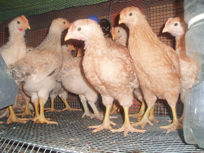 Грюнлегер порода кур