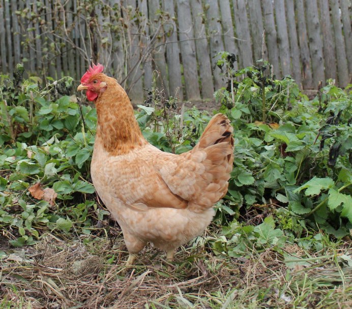 Царскосельские куры