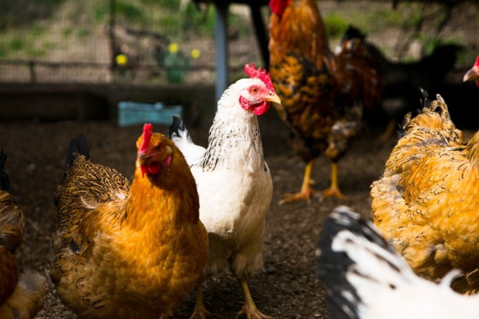 Царскосельские цыплята