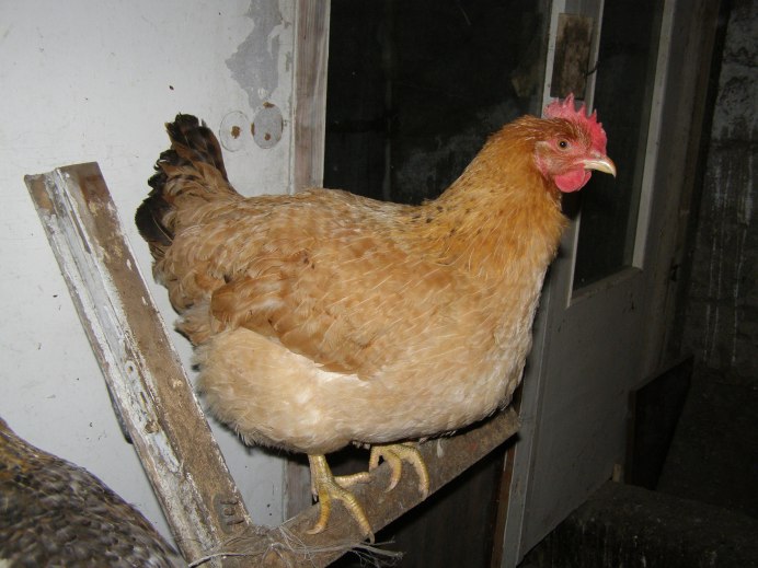 Царскосельские куры цыплята