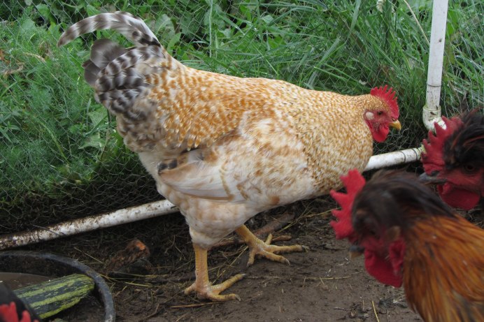 Царскосельские куры