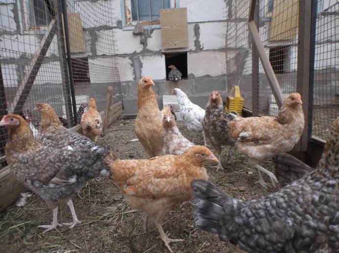 Кур порода Царскосельская порода