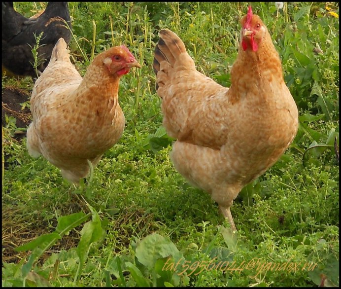 Петух Царскосельской породы