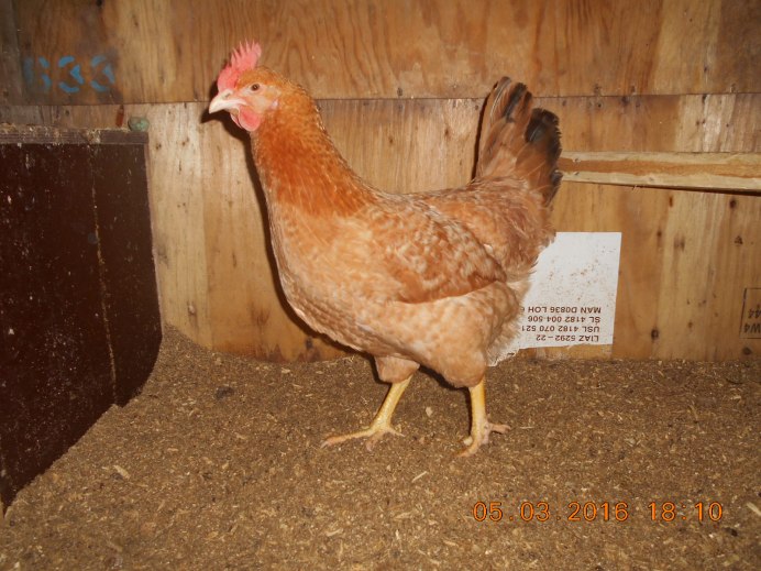 Царсо Сельская порода кур