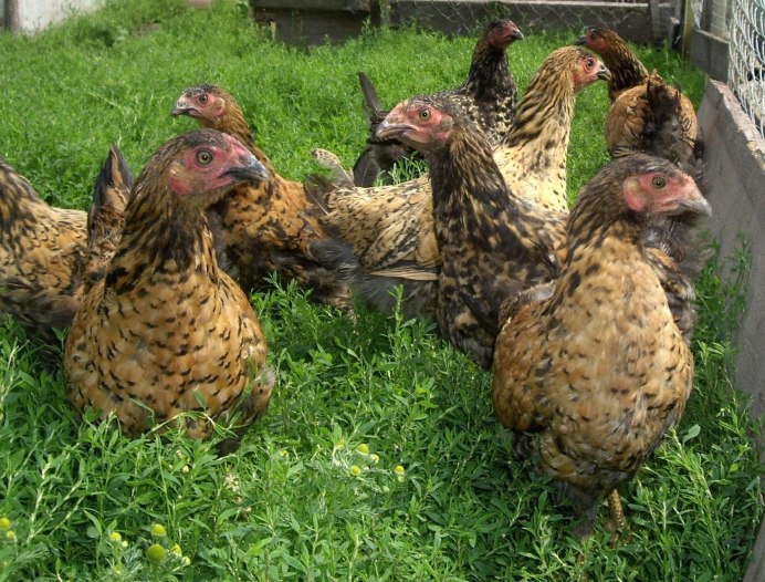 Наряженная Живая курица