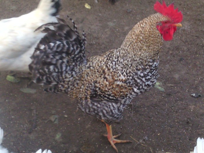Куры породы Царскосельская