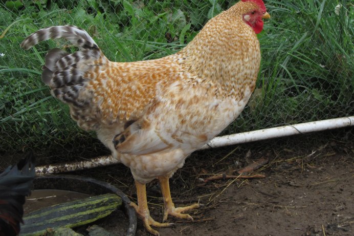 Царскосельские куры