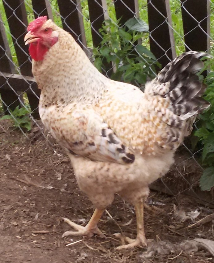 Цыпленок породы Царскосельская