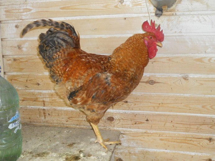 Царскосельские куры цыплята